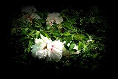 江滨游拍——牡丹花（3）