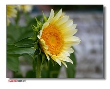 接上篇-云台的奶黄葵花2