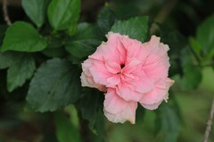 拍摄花卉一（736）