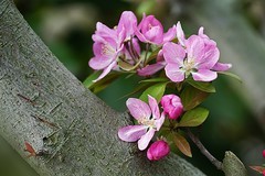 西府海棠（五~完）