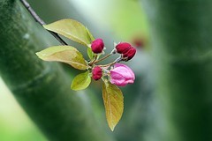 西府海棠（五~完）