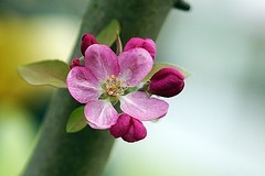 西府海棠（五~完）