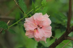 拍摄花卉一（736）