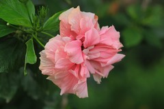 拍摄花卉一（736）