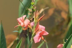 拍摄花卉一（825）