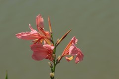 拍摄花卉一（825）