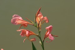 拍摄花卉一（825）