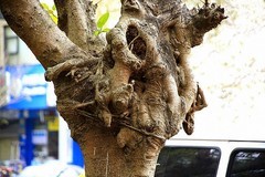 1218【不老松：二游海南纪实】临高长島兰湾去 县城在公交车上拍点路景!