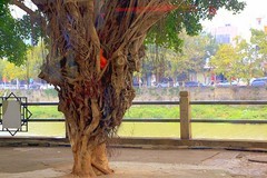 1219【不老松：二游海南纪实】临高长島兰湾去 县城在公交车上拍点路景!