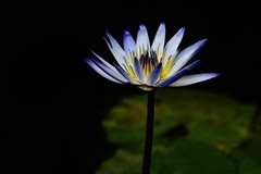 武汉植物园睡莲