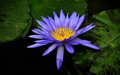 武汉植物园睡莲