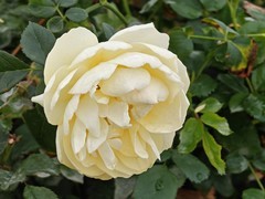 拍摄花卉一（963）