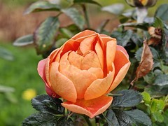 拍摄花卉一（963）