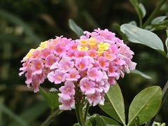 拍摄花卉一（963）