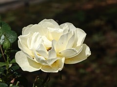 拍摄花卉一（964）