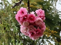 拍摄花卉一（964）