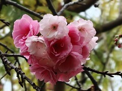 拍摄花卉一（964）