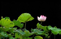 正是拍荷花季