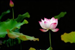 正是拍荷花季