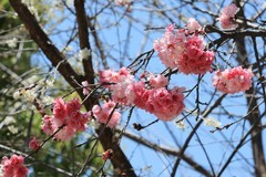 拍摄花卉一（1108）