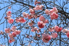 拍摄花卉一（1108）