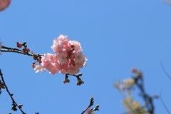 拍摄花卉一（1108）