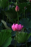 荷花 2026 — 5