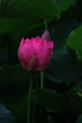 荷花 2026 — 5