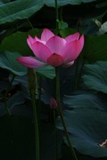 荷花 2026 — 5