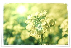 几张油菜花图片（12图）！