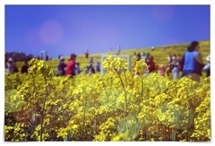 几张油菜花图片（12图）！