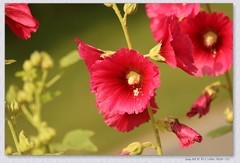 蜀葵花【丙午年-183】