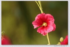 蜀葵花【丙午年-183】