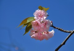 2026花卉植物赏析———樱花【16】