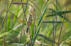 震旦鸦雀（二）