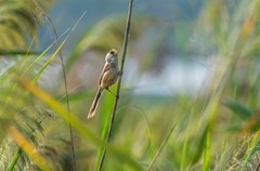 震旦鸦雀（二）