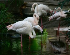 不飞的大白鸟。