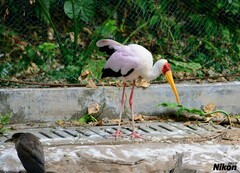 不飞的大白鸟。