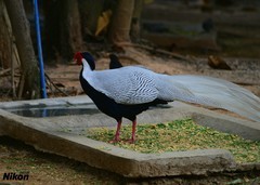 不飞的大白鸟。