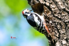 林中啄木鸟（34）