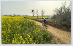 红星村油菜花【丙午年-046】