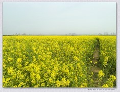 红星村油菜花【丙午年-046】