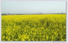 红星村油菜花【丙午年-046】