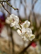 2026012 明城墙公园 梅 花（2）