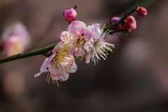 2026012 明城墙公园 梅 花（2）