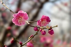 2026012 明城墙公园 梅 花（2）