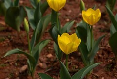 植物园拍郁金香 15