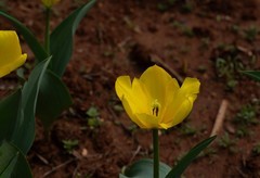 植物园拍郁金香 15