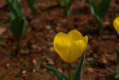 植物园拍郁金香 15