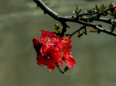 贴梗海棠（4）